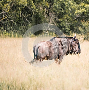 Big Gnu stands in high grass in Kruger National Park South Africa