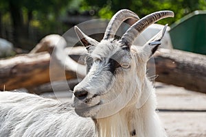 Big goat in the animal zone of Skansen