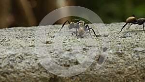 Big Golden Ants Fighting