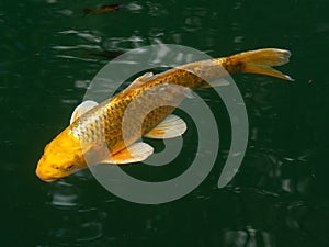 Big golden carp in green water of a pond