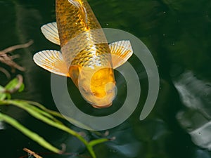 Big golden carp  in green water of a pond