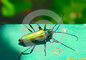 Big golden-green beetle Spanish Fly