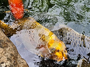 Big golden koi fish in the pond