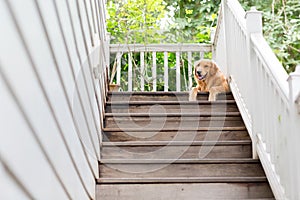 A big golden retriver