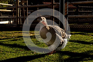 Big goose with sunset light. Posing for photography