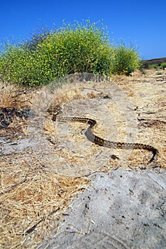 A big gopher snake slithering on the ground