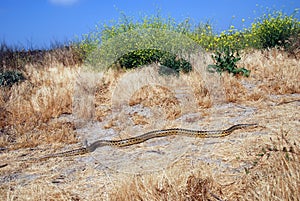 A big gopher snake slithering on the ground