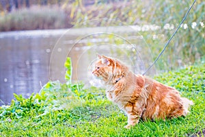 Big Gorgeous Red Maine Coon Cat sitting near the Lake and waiting for the Ducks