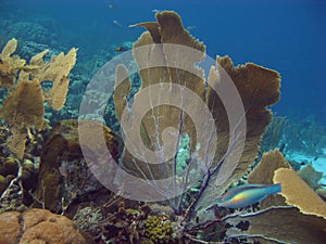 Big gorgonians in the caribbean sea.