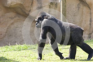 Big gorila walking over the grass photo