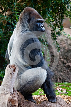 Big Gorilla