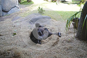 Big gorilla in Busch garden