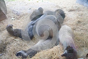 Big gorilla in Busch garden