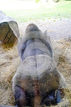 Big gorilla in Busch garden