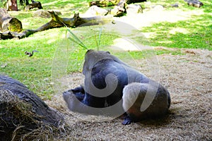 Big gorilla in Busch garden