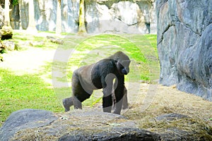 Big gorilla in Busch garden