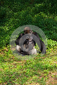 The big gorilla eating something at the zoo