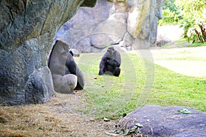Big gorilla father and son