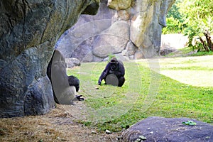 Big gorilla father and son