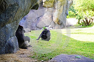 Big gorilla father and son