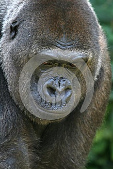 Big gorilla head