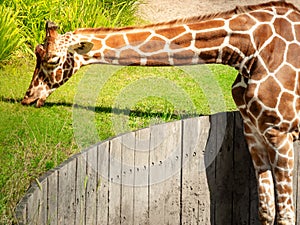 A big graceful african exotic giraffe with long tall elegant neck and spotted pattern eating green grass in sunlight