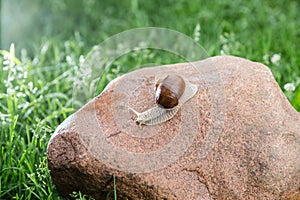 Big grape snail is walking on the red stone