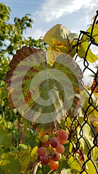 Big grapevine leaf closeup with brown edges and green middle. Grape vine foliage with blurred background of rusty wire mesh fence