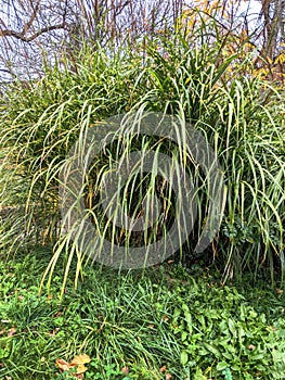 Big grass, autumn in Dendrological Park Arboretum Silva photo