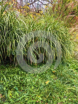 Big grass, autumn in Dendrological Park Arboretum Silva photo