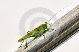 Big grasshopper in a garden tent, katydid, tettigoniidae