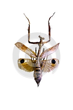 Big grasshopper isolated on white background