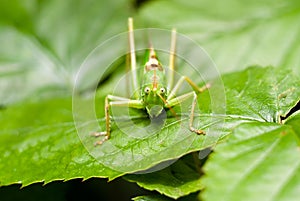 Big grasshopper over green leaf looking in macro