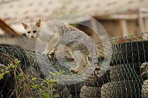 A big gray alley stray cat or tomcat stays on a green fence at disposal site junk, rubbish full of old tyres tires
