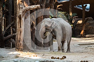 Big, gray animal standing in front of trees with straw in its tr