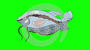 Big gray aquarium fish gourami chroma key looped