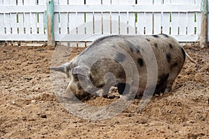 big gray with black spots pig on the farm