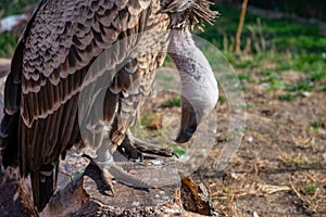 Big gray- brown vulture in the zoo