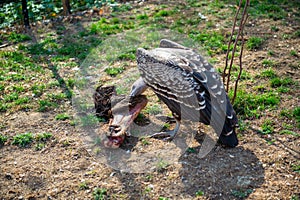 Big gray- brown vulture in the zoo