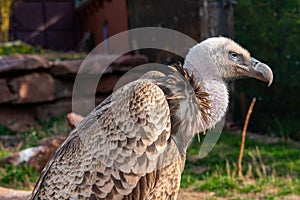 Big gray- brown vulture in the zoo
