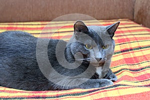 Big gray cat