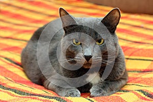 Big gray cat