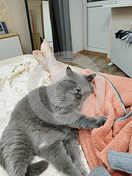 Big gray cat on the bad