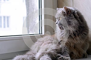 Big gray cat Briton lies  on the windowsill and looks out the window