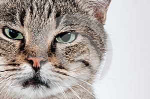 Big gray cat with green eyes carefully looks into the lens