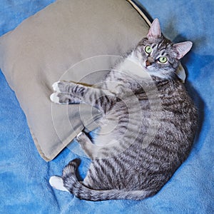Big gray cat lies on a pillow, top view