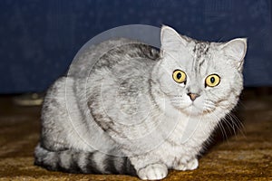 Big gray cat