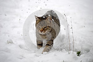 big gray cat in the snow