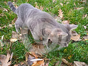 Big gray cat with yellow eyes. Fall and pet
