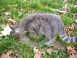 Big gray cat with yellow eyes. Fall and pet